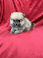 Kiko, a male Pomeranian for sale in Valencia, CA – 4 of 10