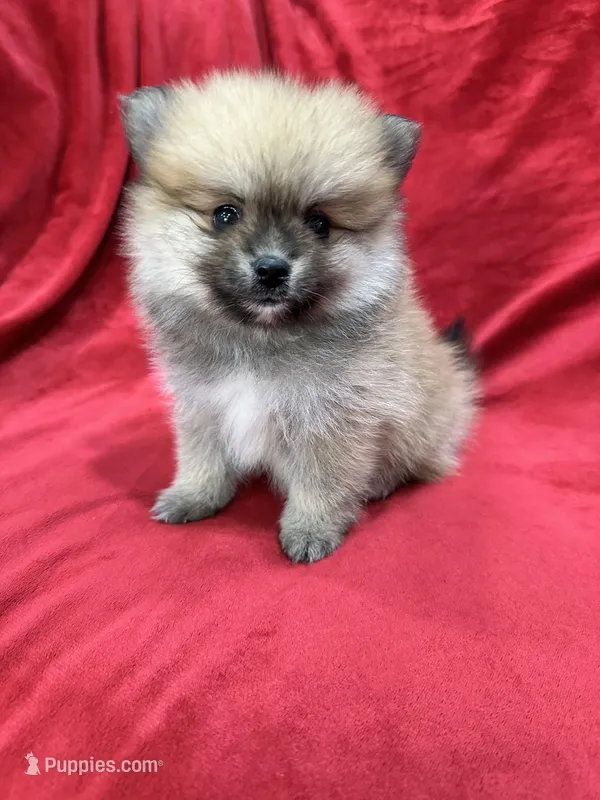 Kiko – Pomeranian puppy for sale in Valencia, CA