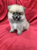 Kiko, a male Pomeranian for sale in Valencia, CA – 1 of 10