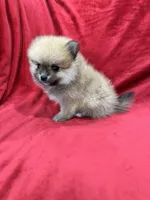 Kiko, a male Pomeranian for sale in Valencia, CA – 3 of 10
