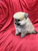 Kiko, a male Pomeranian for sale in Valencia, CA – 6 of 10