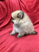 Kiko, a male Pomeranian for sale in Valencia, CA – 5 of 10