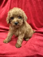Gina, a female Poodle - Toy  for sale in Valencia, CA – 3 of 10