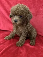 Cooper, a male Poodle - Toy  for sale in Valencia, CA – 9 of 10