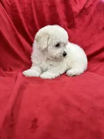 Luna, a female Maltipoo for sale in Valencia, CA – 9 of 10
