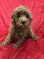 Theo, a male Poodle - Toy  for sale in Valencia, CA – 7 of 10