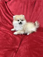 Cobby, a male Pomeranian for sale in Valencia, CA – 1 of 10