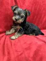 Paris, a female Yorkshire Terrier for sale in Valencia, CA – 9 of 10