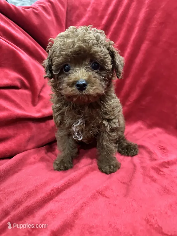 Little Cooper – Poodle - Toy  puppy for sale in Valencia, CA