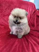 Lady, a female Pomeranian for sale in Valencia, CA – Photo 1 of 10