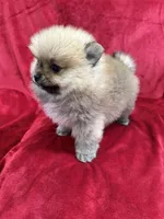 Lady, a female Pomeranian for sale in Valencia, CA – Photo 10 of 10