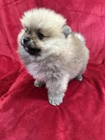 Lady, a female Pomeranian for sale in Valencia, CA – Photo 7 of 10