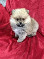 Lady, a female Pomeranian for sale in Valencia, CA – Photo 2 of 10