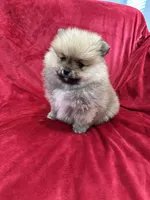 Lady, a female Pomeranian for sale in Valencia, CA – Photo 8 of 10