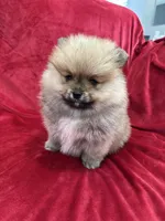 Lady, a female Pomeranian for sale in Valencia, CA – Photo 9 of 10