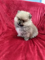 Lady, a female Pomeranian for sale in Valencia, CA – Photo 6 of 10