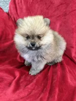 Lady, a female Pomeranian for sale in Valencia, CA – Photo 5 of 10