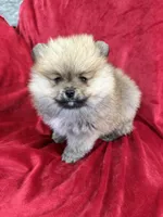 Lady, a female Pomeranian for sale in Valencia, CA – Photo 3 of 10