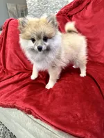 Bella, a female Pomeranian for sale in Valencia, CA – 3 of 10