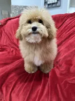Theo, a male Maltipoo for sale in Valencia, CA – 4 of 10