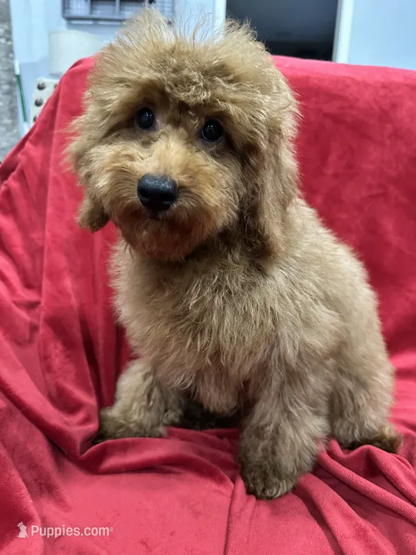 Theo – Poodle - Toy  puppy for sale in Valencia, CA