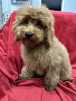 Theo, a male Poodle - Toy  for sale in Valencia, CA – 1 of 9