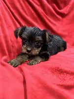 Alex, a male Yorkshire Terrier for sale in Valencia, CA – 7 of 9
