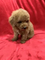 Ruby, a female Poodle - Toy  for sale in Valencia, CA – 2 of 10