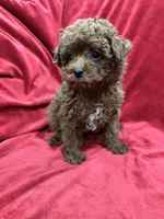 Little Cooper, a male Poodle - Toy  for sale in Valencia, CA – 3 of 10