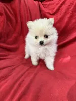 Kika, a female Pomeranian for sale in Valencia, CA – 6 of 10