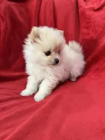 Kika, a female Pomeranian for sale in Valencia, CA – 9 of 10