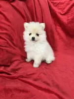 Kika, a female Pomeranian for sale in Valencia, CA – 10 of 10