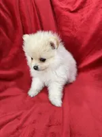 Kika, a female Pomeranian for sale in Valencia, CA – 4 of 10