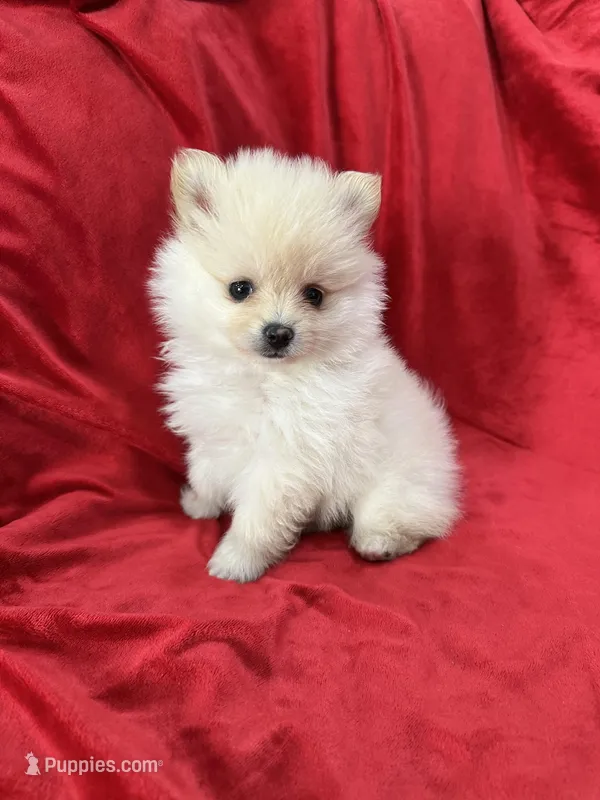 Kika – Pomeranian puppy for sale in Valencia, CA