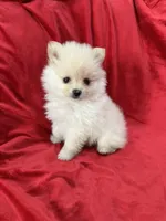 Kika, a female Pomeranian for sale in Valencia, CA – 1 of 10
