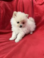 Kika, a female Pomeranian for sale in Valencia, CA – 8 of 10