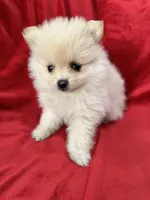 Kika, a female Pomeranian for sale in Valencia, CA – 2 of 10