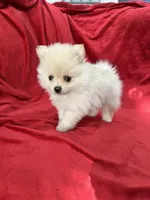 Kika, a female Pomeranian for sale in Valencia, CA – 7 of 10