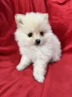 Kika, a female Pomeranian for sale in Valencia, CA – 3 of 10