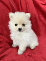 Kika, a female Pomeranian for sale in Valencia, CA – 5 of 10