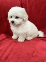 Nina , a female Maltipoo for sale in Valencia, CA – 5 of 9