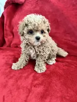 Valentino, a male Maltipoo for sale in Valencia, CA – 8 of 10