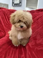 Theo, a male Maltipoo for sale in Valencia, CA – 7 of 10