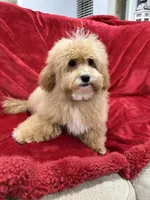 Theo, a male Maltipoo for sale in Valencia, CA – 10 of 10
