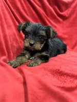 Alex, a male Yorkshire Terrier for sale in Valencia, CA – 6 of 9