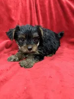 Alex, a male Yorkshire Terrier for sale in Valencia, CA – 8 of 9