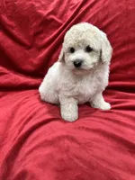 Bruno, a male Maltipoo for sale in Valencia, CA – 9 of 10