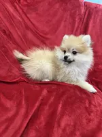 Cobby, a male Pomeranian for sale in Valencia, CA – 10 of 10
