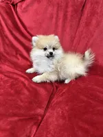 Cobby, a male Pomeranian for sale in Valencia, CA – 4 of 10