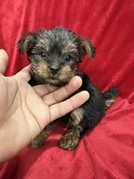 Maia, a female Yorkshire Terrier for sale in Valencia, CA – 5 of 10